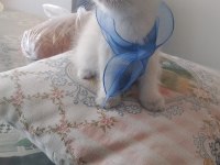 Blue point british shorthair yavrular