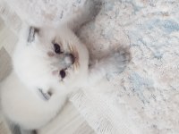Yavru scottish fold