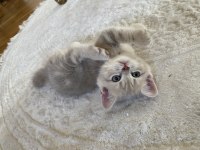 Scottish Fold British Fold Yavrular