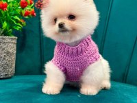 ORJİNAL GÜLER YÜZLÜ MALTİPOO YAVRU KÖPEKLER