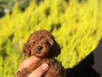 Orjinal Irk Ve Sağlık Garantili Toy Poodle Bebeklerimiz