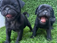 SİYAH LEKESİZ PUG MOPS
