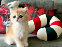 British Shorthair Golden Değerli Yavrular