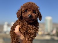 Petmode köpek çiftliğinden aktif 10 adet toy poodle
