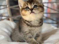 A kalite golden erkek british shorthair yavrumuz