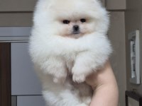 ÜST KALİTE TEACUP ORİJİNAL IRK POMERANİAN BOO (DİŞİ)