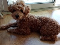 Kıvır kıvır toy poodle uygun