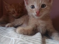 1 aylık yavru kediler