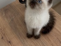 British shorthair yavrumuz
