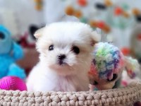 Türkiye nin en küçük Morkie si 520 gr