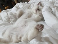 British shorthair kedisi