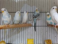 Yavru muhabbet kuşlar