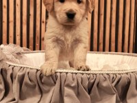 Baby face safkan golden retriever yavruları