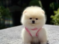 Pomeranian boo 3 aylık orjinal
