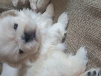 Yavru imperiyal dişi pekinez köpekler