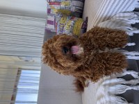Toy Poodle Köpeği