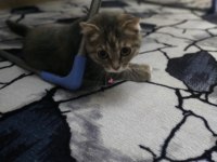 Acil ücretli sahiplendirme scottish fold