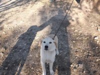 labrador yavrumuz
