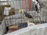 Hazır eş yumurtalı sultan papağanı