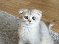 Oyuncu scottish fold kedimize yuva