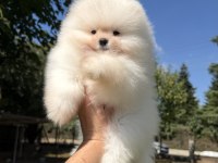 SHOW KALİTE ÜST DÜZEY MUHTEŞEM KÜRK POMERANİAN BOO