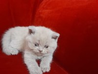 Scottish fold yavruları