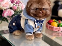 ÇİKOLATA TAM AYICIK POMERANİAN BOO