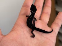 Black night leopard gecko
