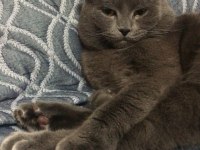 Erkek scottish fold kedimize dişi arıyoruz