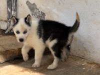 Muhteşem kalite husky yavrularımız