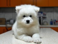 Samoyed yavruları