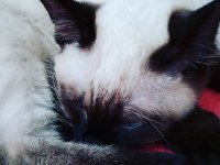 1 AYLIK SAFKAN YAVRU SİYAM KEDİSİ