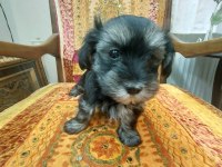 Orta boy Sağlıklı Cana yakın Duygusal yorkie yavruları