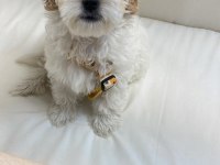 3 aylık terrier