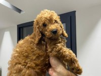 Yavru toy poodle sahiplendirme