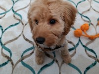 Maltipoo oğlum