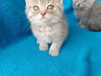 Erkek 2 aylık british shorthair