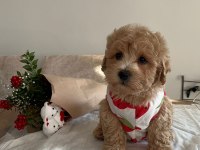 SEVİMLİ MALTİPOO YAVRULARIMIZ