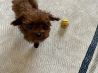 Teacup erkek bütün aşıları yapılmıştır 5 aylık poodle