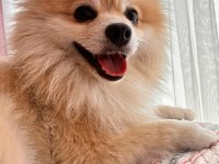 KÖPEĞİMİZ KUKİ İÇİN ÖMÜRLÜK YUVASINI ARIYORUZ