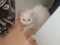 Yetişkin chinchilla dişi