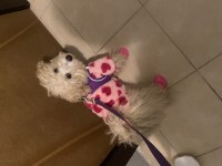 5 aylık maltipoo köpeği
