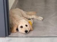 Latte 81 ile gönderim mevcut köpeğimiz