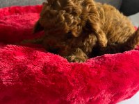 EVİMİZDEN TOY POODLE BEBEKLERİMİZ