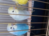 Yerli rainbow ve japones Özel ev üretim Renk güzellerim