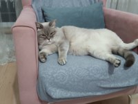 4 yaşında dişi blue point british shorthair