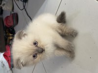 scottish fold blue point