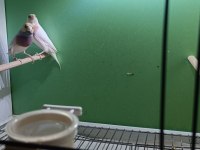 2024 silver takım finch