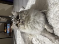 British longhair kızımıza yuva arıyoruz