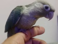 EL BESLEME KONUR BEBEK